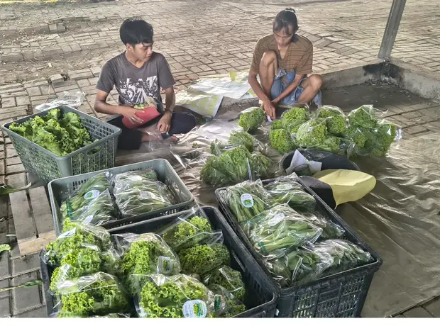 Dua pekerja menyortir dan mengemas sayuran di area packing