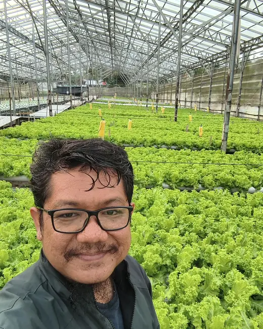 Pengelola DD Farm berdiri di tengah hamparan selada di dalam greenhouse